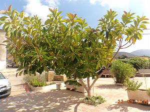 77-Vision de bout du monde a Kristel (un Ficus)